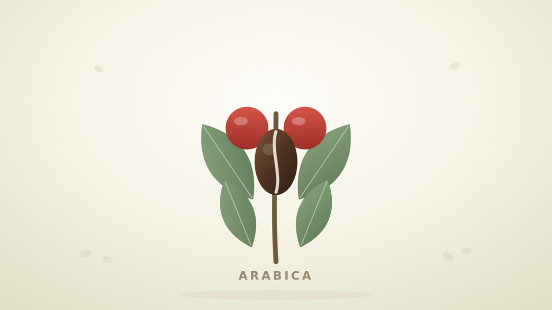 Illustration eines Arabica-Zweigs mit Kaffeekirschen, Blättern und Bohne