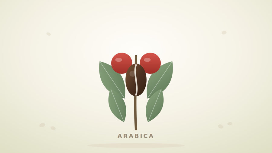 Illustration eines Arabica-Zweigs mit Kaffeekirschen, Blättern und Bohne