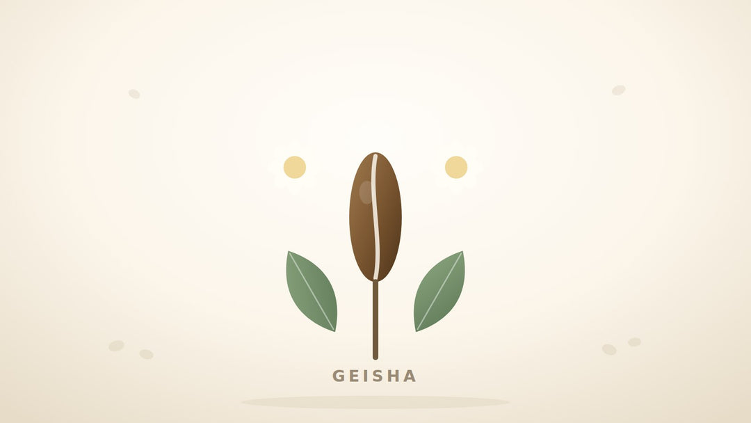 Illustration einer schlanken Geisha-Kaffeebohne mit Kaffeeblüten
