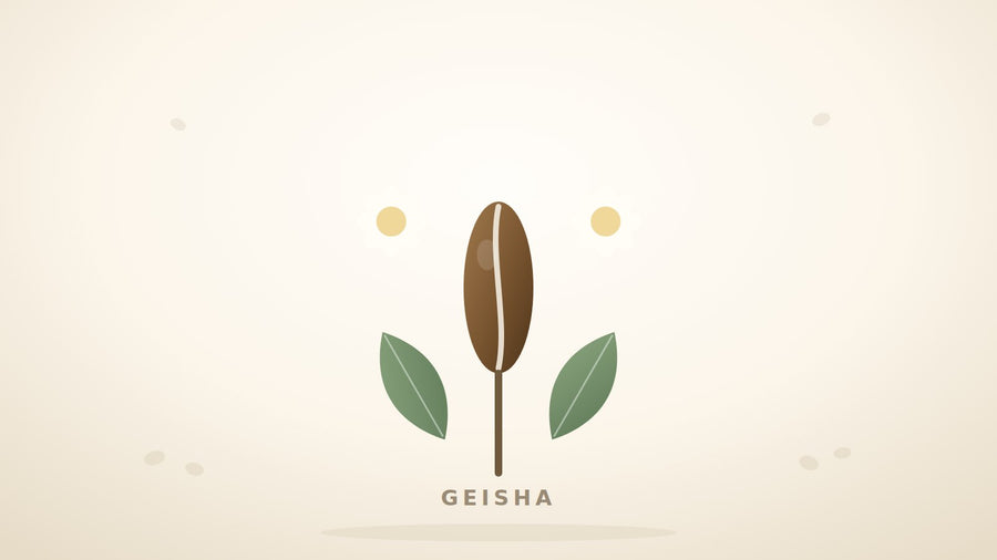 Illustration einer schlanken Geisha-Kaffeebohne mit Kaffeeblüten