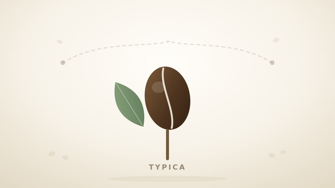 Illustration einer klassischen Typica-Kaffeebohne mit Blatt und angedeuteter Route