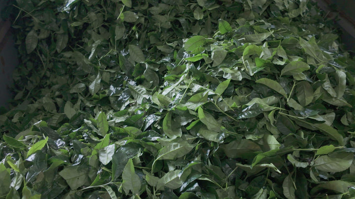 Matcha7 Zeremonieller Matcha frisch gepflückte Teeblätter der ersten Frühlingsernte – Coffee Coaching Club 9